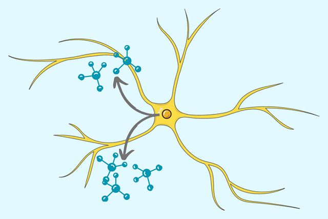 Astrocyte cells