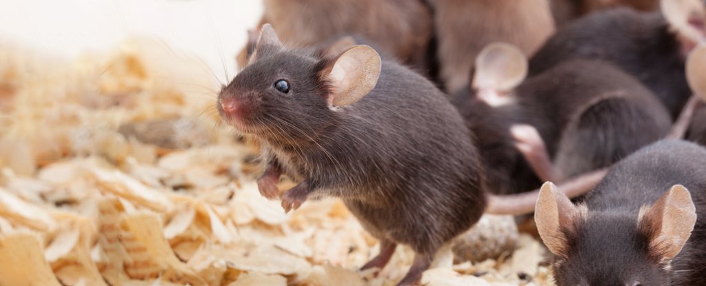 Group of brown mice