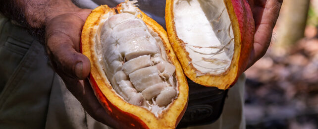 an open cacao pod