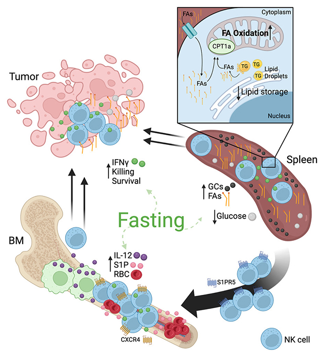 Cell diagram