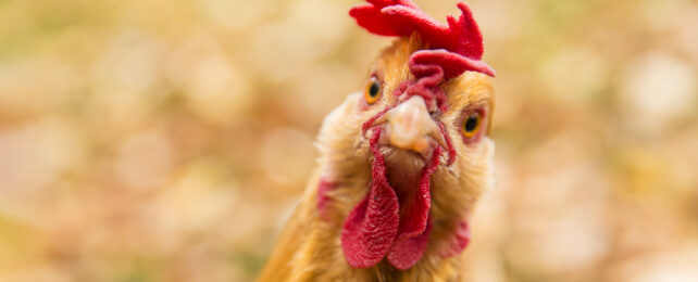 front on view of chicken face with red crest and wattles