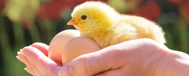 Human hands carrying a chicken and two eggs in bright sunlight