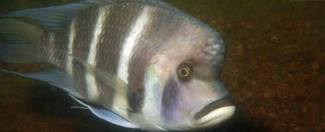 cichlid fish, Cyphotilapia gibberosa