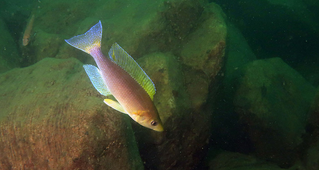 cichlid fish, Cyprichromis coloratus