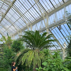 Woman looking at large tree-like plant.