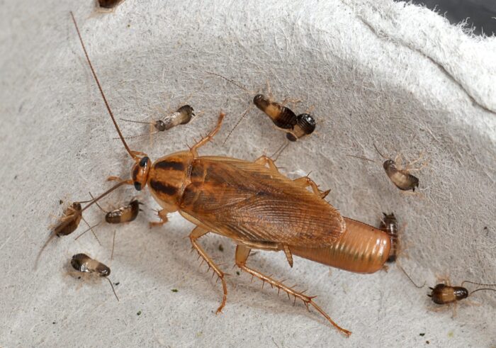 German cockroach with eight babies