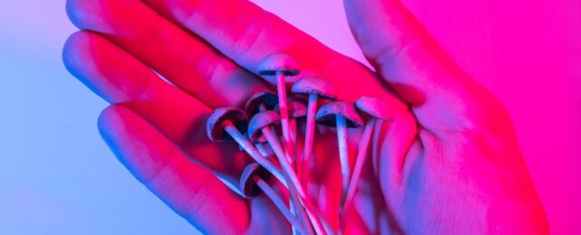 hand holds mushrooms