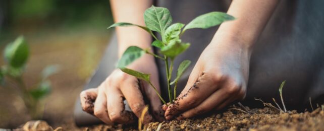 Hands Plant Plant In Soil