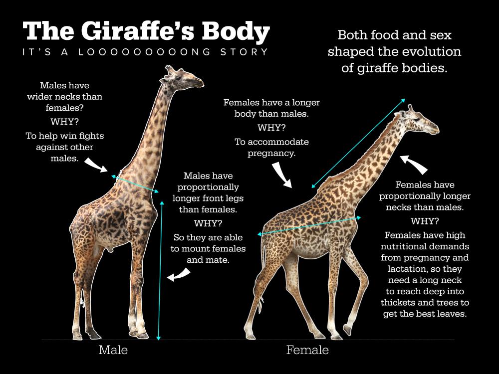 Male and female giraffes with proportion differences explained