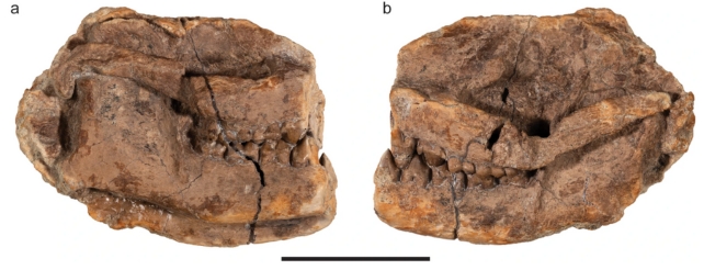 Two photos of small square shaped fossils of an animal's skull