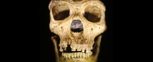 Neanderthal skull