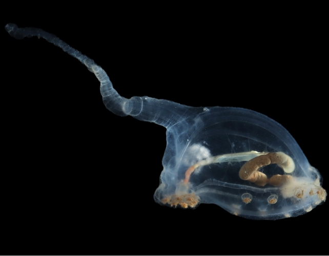 A transparent blue sea cucumber with a black background.