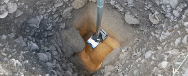 Peering into an excavated shell midden.