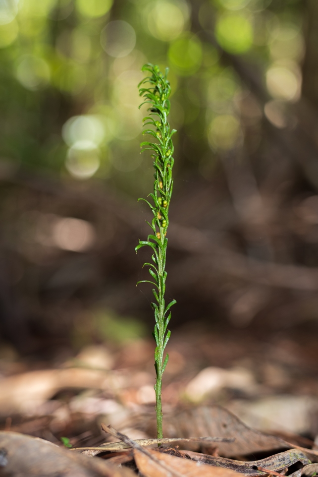 small green plant