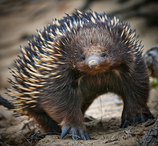 An echidna.