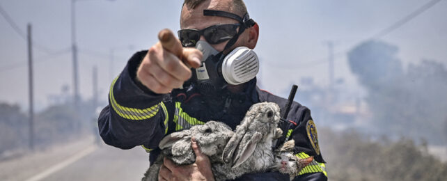 Two bedraggled rabbits and a cat in the arms of a fully kitted firefighter amidst smoke haze