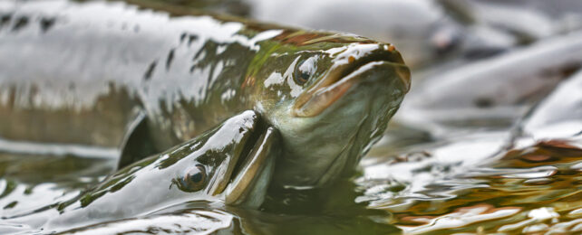 Two shiny wet longfin eels poking their heads out of water.