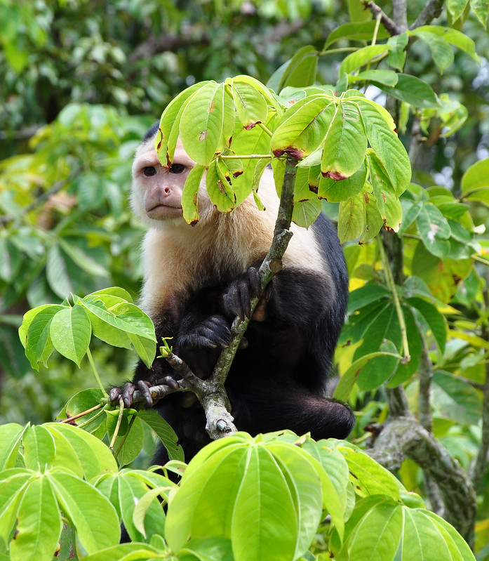 furry white and black monkey in fig tree