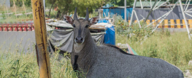 Wild antelope bull roaming streets of India