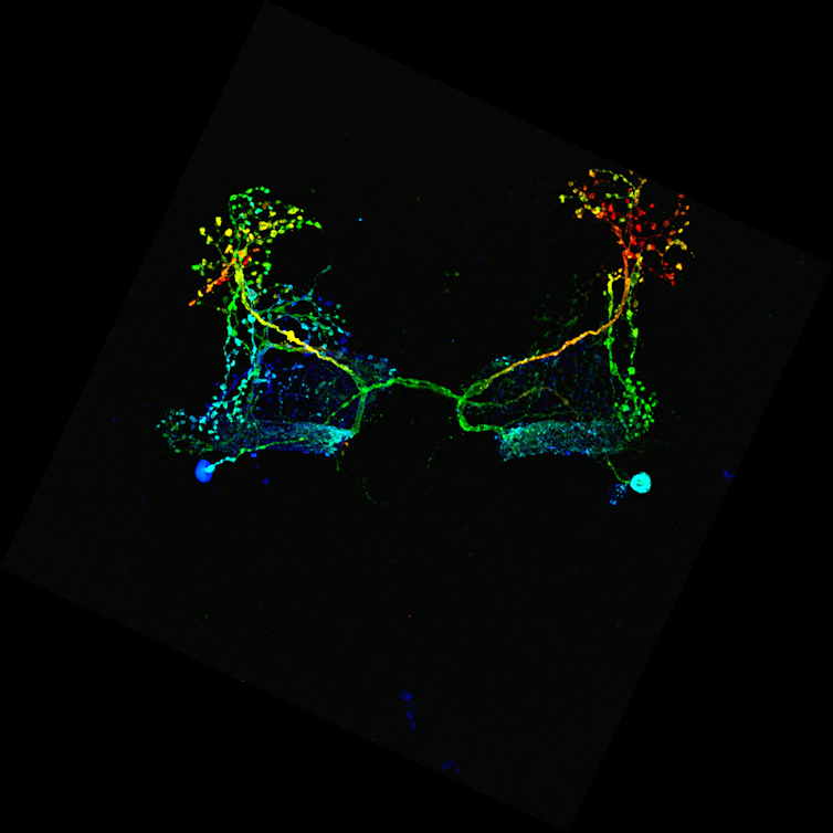 Two branching structures in orange, green, blue and yellow colours on a black background.