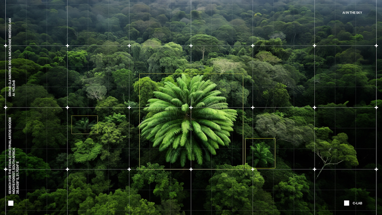 Large fern like plant in green forest