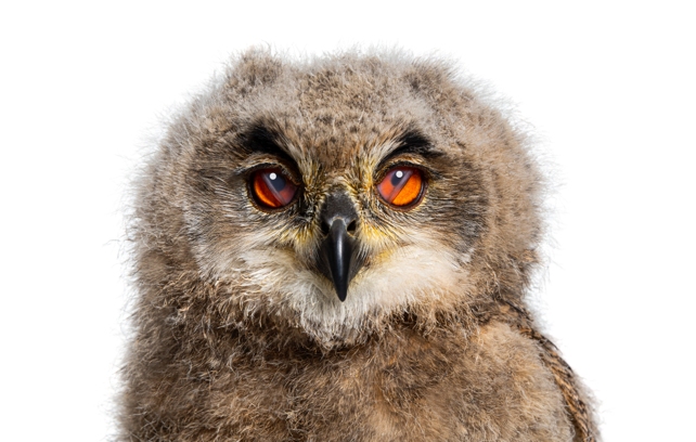 Small bird in close up